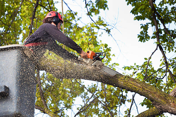 Trusted Luckey, OH Tree Services Experts